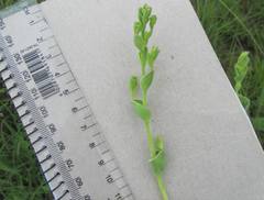 Lopholaena segmentata