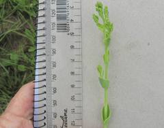 Lopholaena segmentata