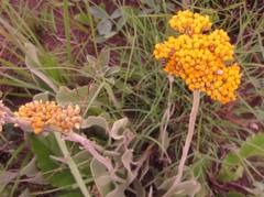 Helichrysum acutatum