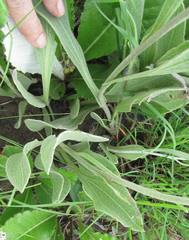 Helichrysum acutatum