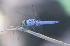 Brachydiplax duivenbodei