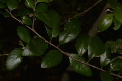 Cleistanthus cunninghamii