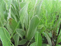 Helichrysum acutatum