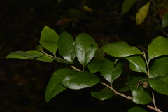Cleistanthus cunninghamii