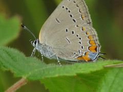 Satyrium acadica