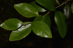 Cleistanthus cunninghamii