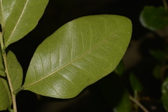 Cleistanthus cunninghamii