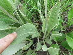 Helichrysum acutatum