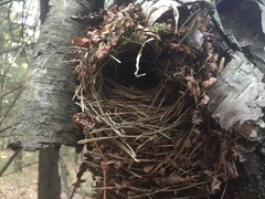 Troglodytes troglodytes