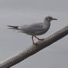 Chroicocephalus ridibundus