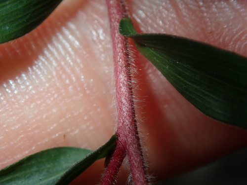 Melaleuca styphelioides