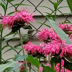 Archilochus colubris