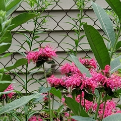 Archilochus colubris