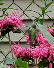 Archilochus colubris