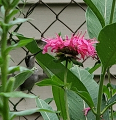 Archilochus colubris