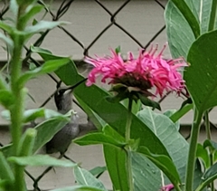 Archilochus colubris