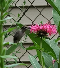 Archilochus colubris