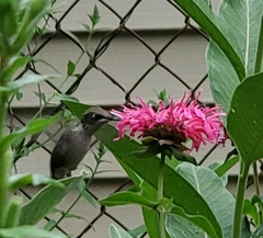 Archilochus colubris