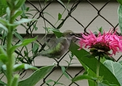 Archilochus colubris