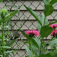 Archilochus colubris