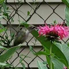 Archilochus colubris