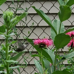 Archilochus colubris