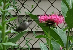 Archilochus colubris