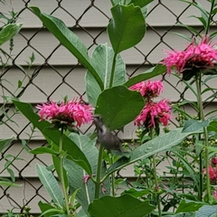 Archilochus colubris