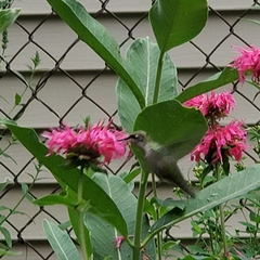 Archilochus colubris