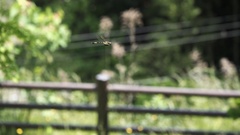 Epophthalmia elegans