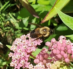 Bombus griseocollis