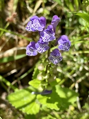 Scutellaria indica