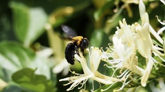 Xylocopa appendiculata circumvolans
