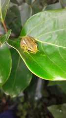 Hyperolius pickersgilli