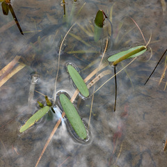 Potamogeton tricarinatus
