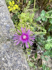 Lampranthus spectabilis