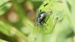 Gymnocheta viridis