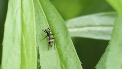 Myrmarachne japonica