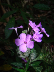 Eranthemum