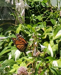 Danaus plexippus