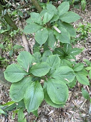 Arisaema serratum