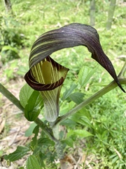 Arisaema serratum