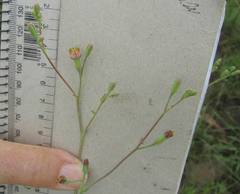 Lopholaena segmentata