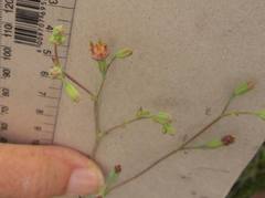 Lopholaena segmentata