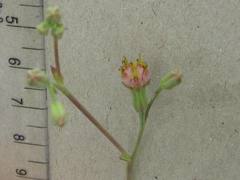 Lopholaena segmentata