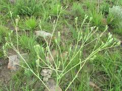 Lopholaena segmentata