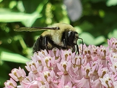 Bombus griseocollis