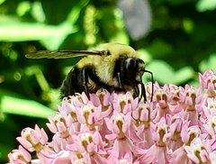 Bombus griseocollis