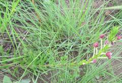 Zaluzianskya elongata