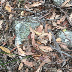 Pseudechis porphyriacus
